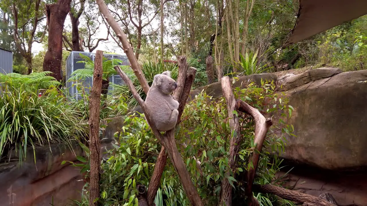 Close up shot of cute koala bear sitting on branch eating eucalyptus leaves