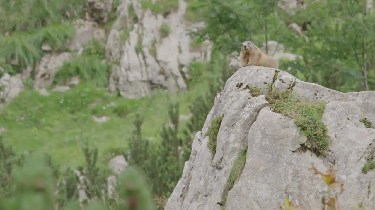 Big Marmot sitting on a rock and watching the surroundings