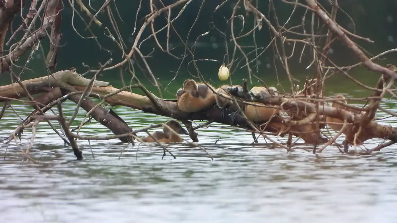 whistling duck chicks chilling on pond