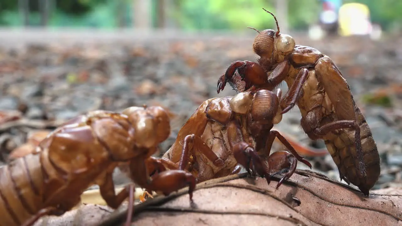 Close Shot of Cicada Shells Next to a Road