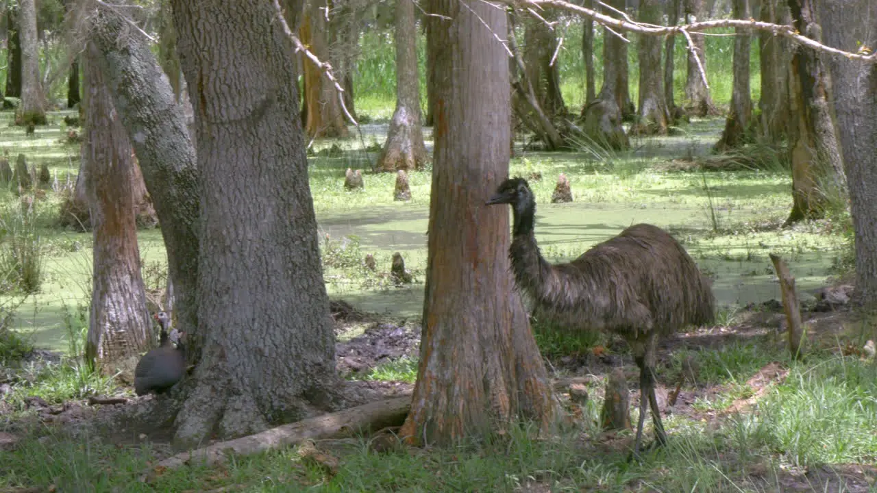 An emu walking in a forest