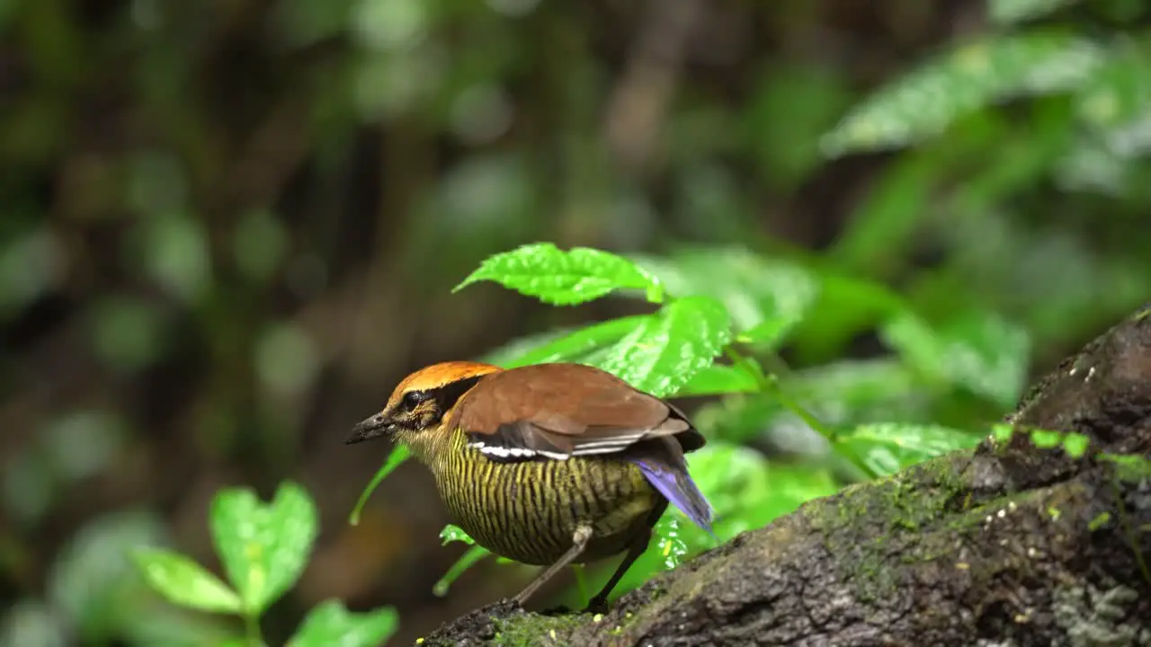 javan banded pitta bird is eating caterpillars on wood