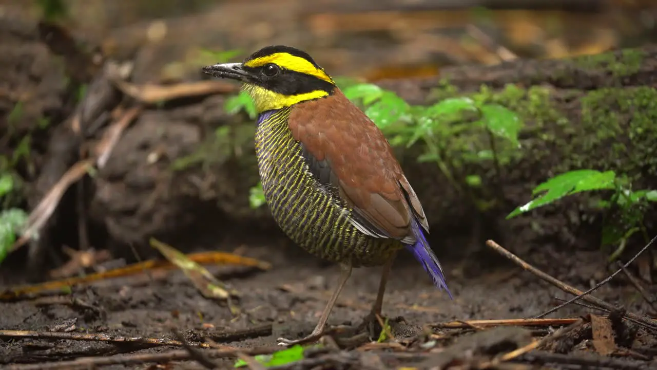 a beautiful colored bird called javan banded pitta with dirty beak after eating worms in the wet ground