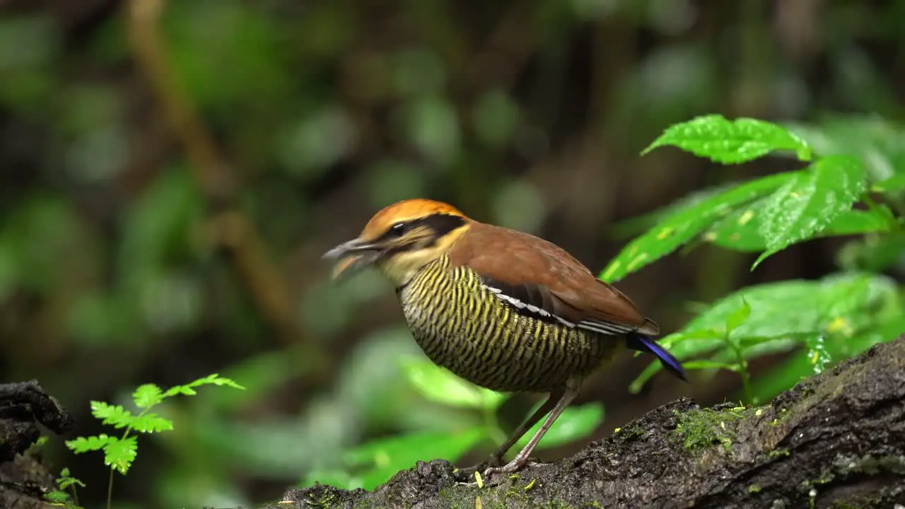 a beautiful colored bird called javan banded pitta is eating on a wet branch