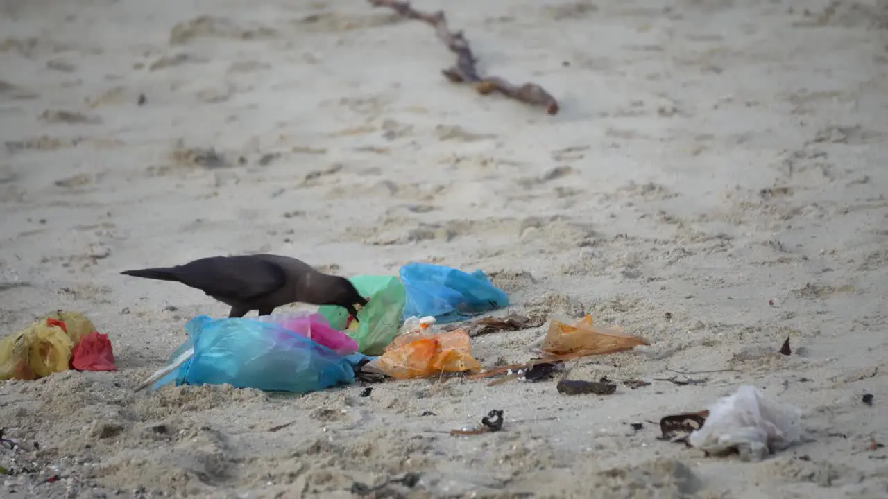 A crow is search for food from the plastic