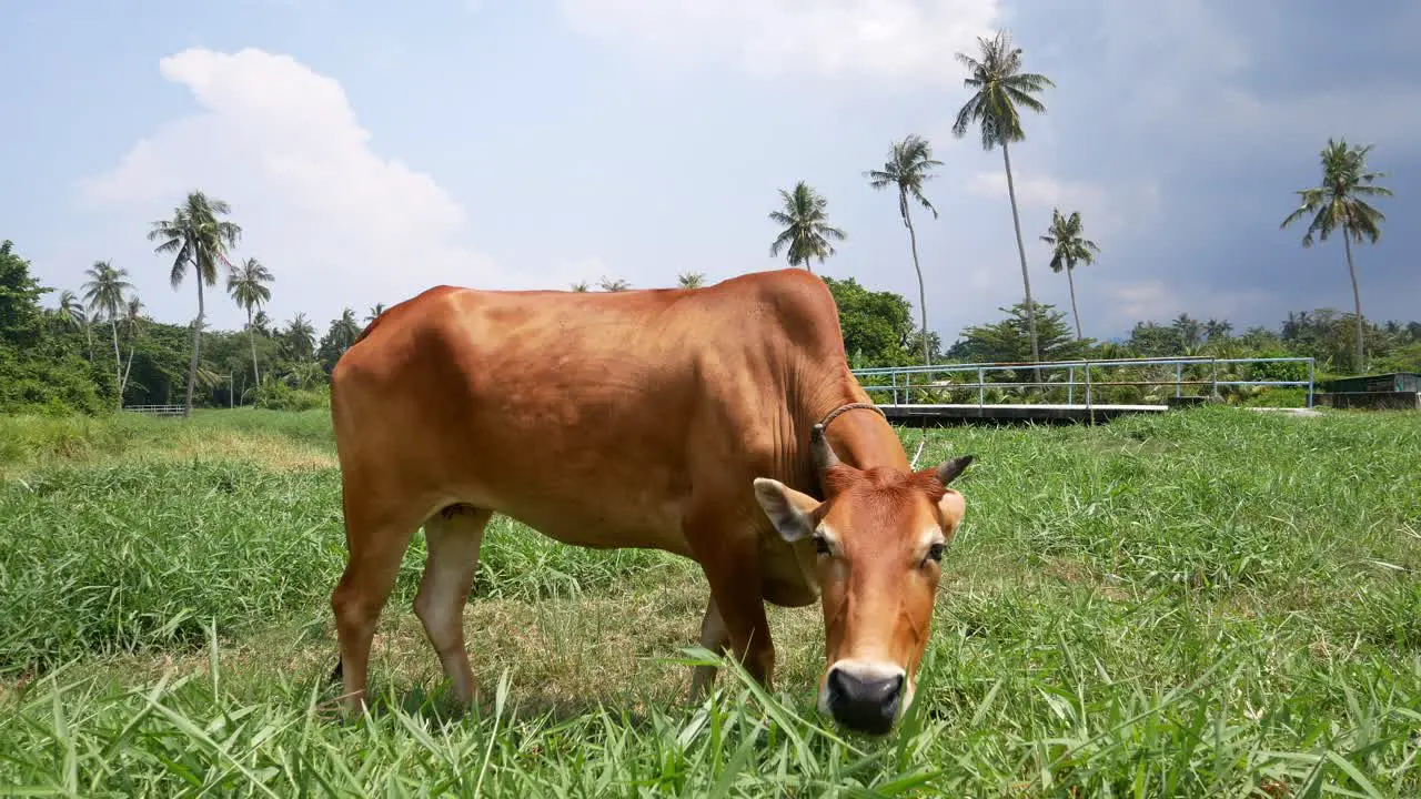 Low angle cow eat grass