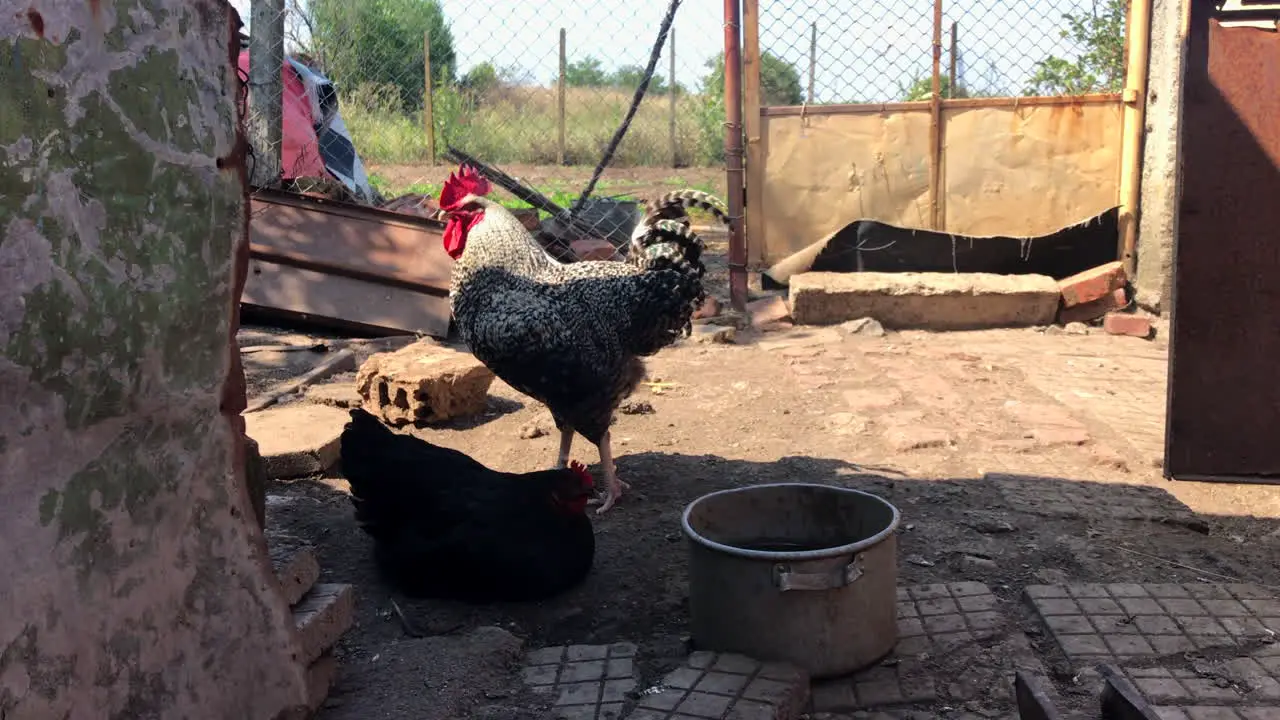 Rooster waving wings