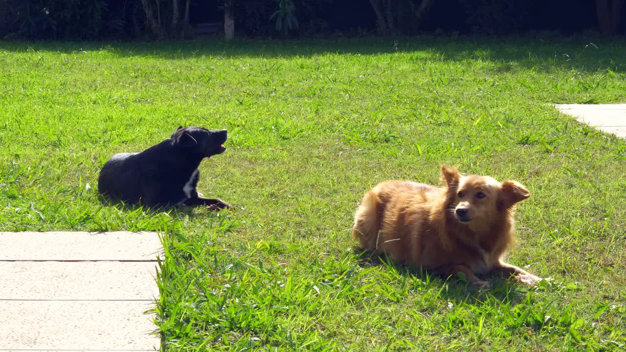 Two mixed breed dogs chew a bone on the grass under the sun