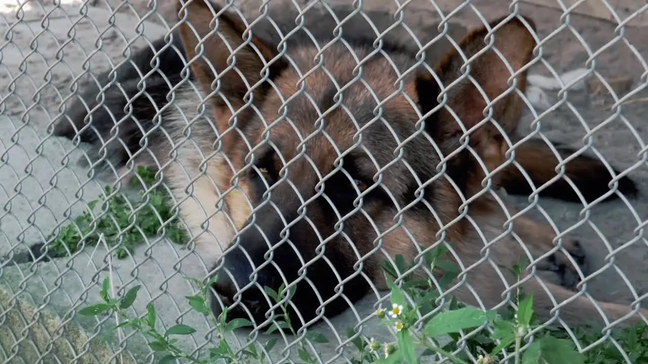 The sad dog lies on the ground in a cage