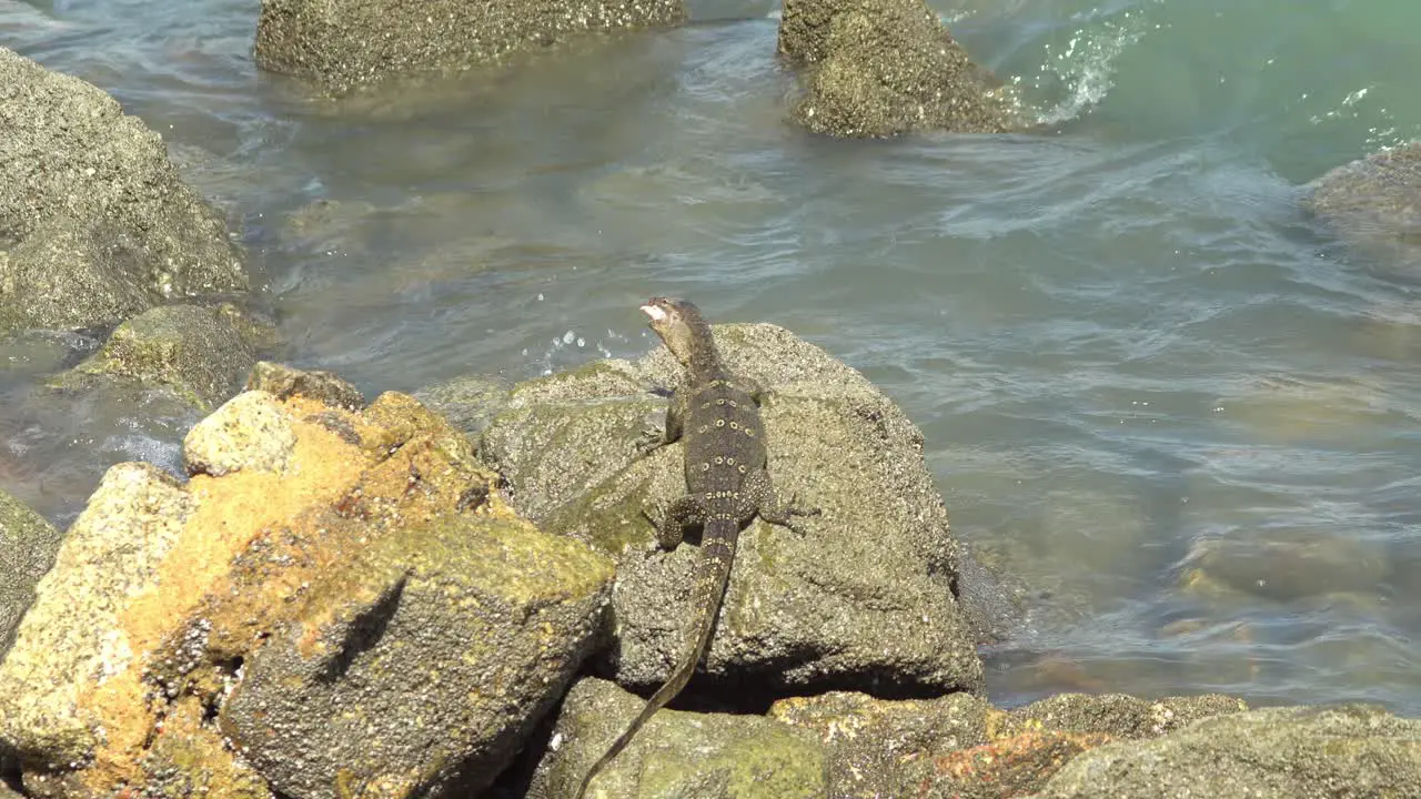 Monitor lizard bite the meat and hit by wave