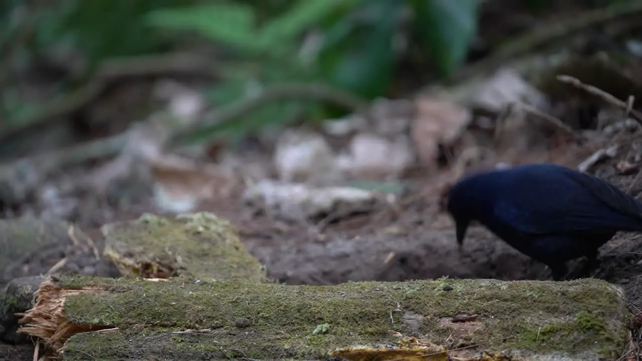 a javan whistling thrush bird is pecking at worms in a hole in the ground behind dry wood