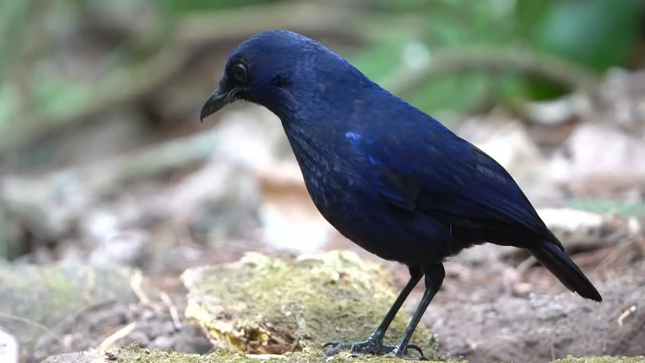 a beautiful blue javan whistling thrush bird is looking for food on the ground