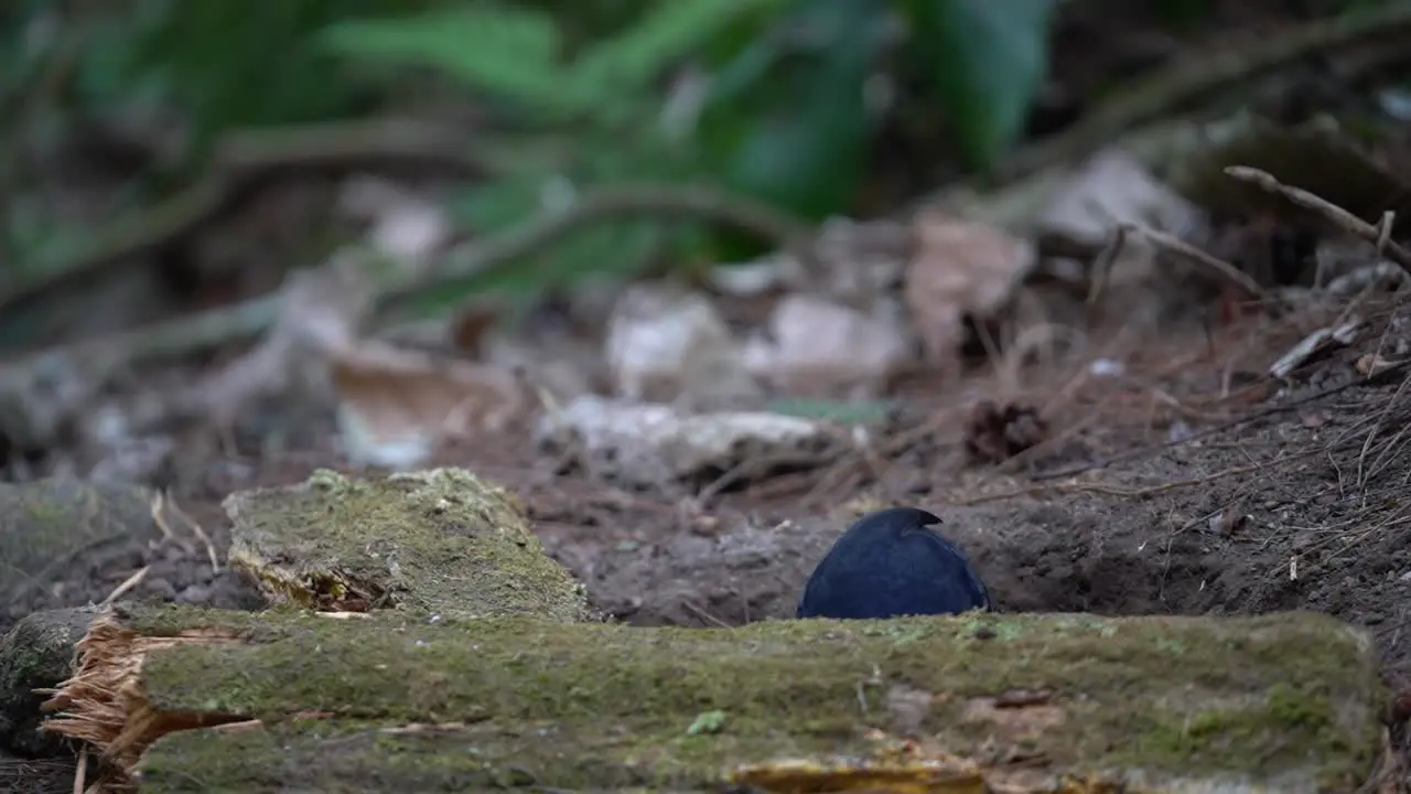 a blue javan whistling thrush bird is scavenging for food on the ground from behind a mossy tree branch