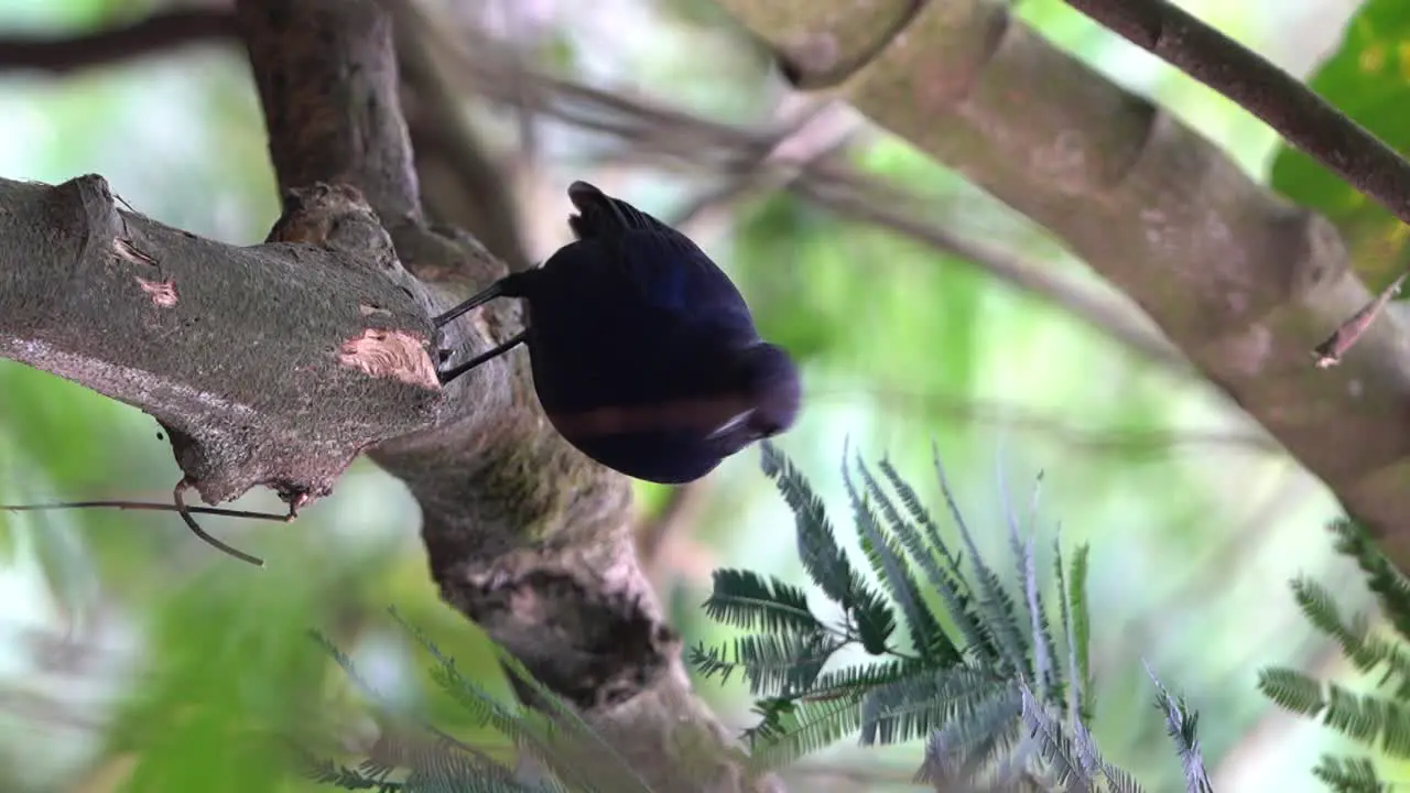 a javan whistling thrush bird perches on a tree and is covered in a few hanging roots while observing the location of food