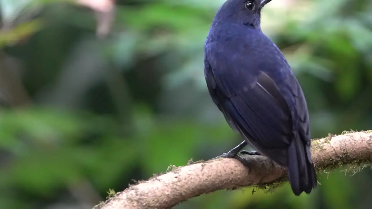 a blue javan whistling thrush bird is perched on a tree branch