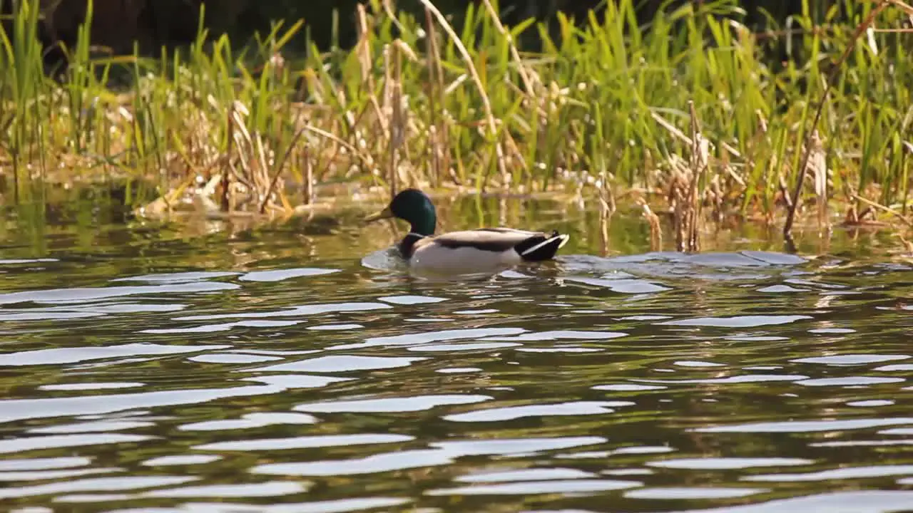 Duck swimming quickly in a canal with grasses in the background