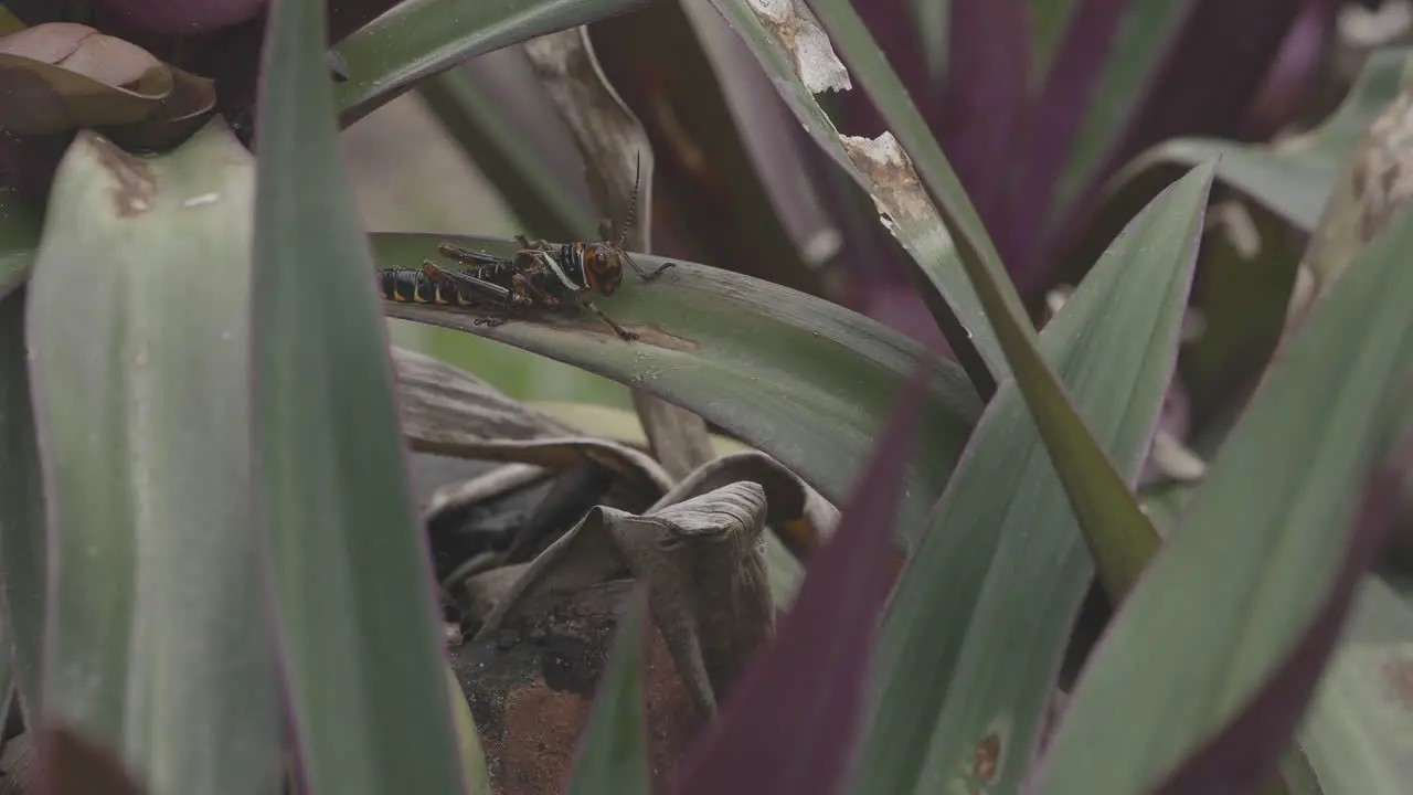 Red and Black insect among vegetation