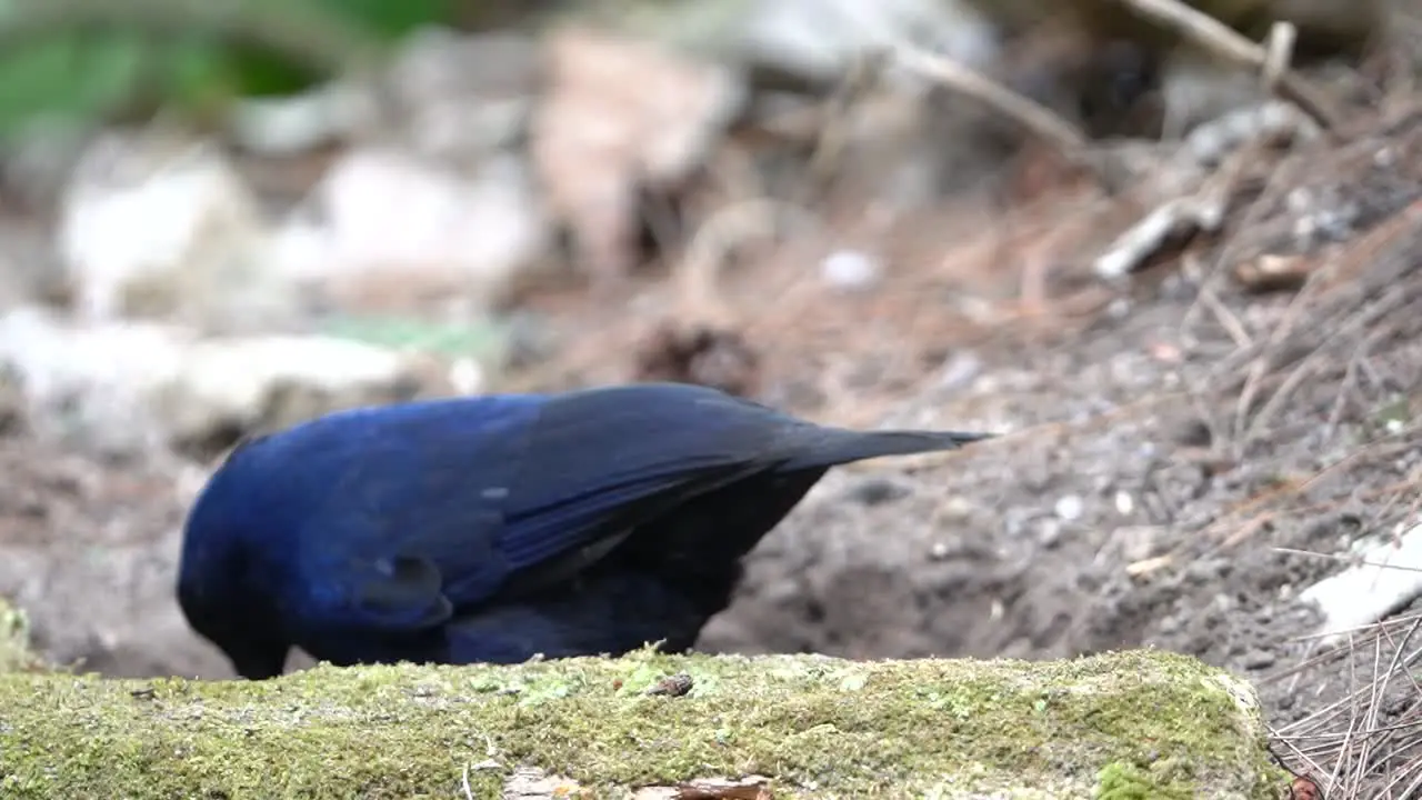 a javan whistling thrush bird was seen scavening for food behind dry wood and then jumping