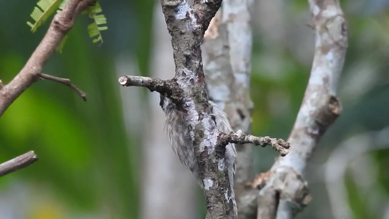 the cute bird sunda pygmy woodpecker is seen pecking at a tree branch