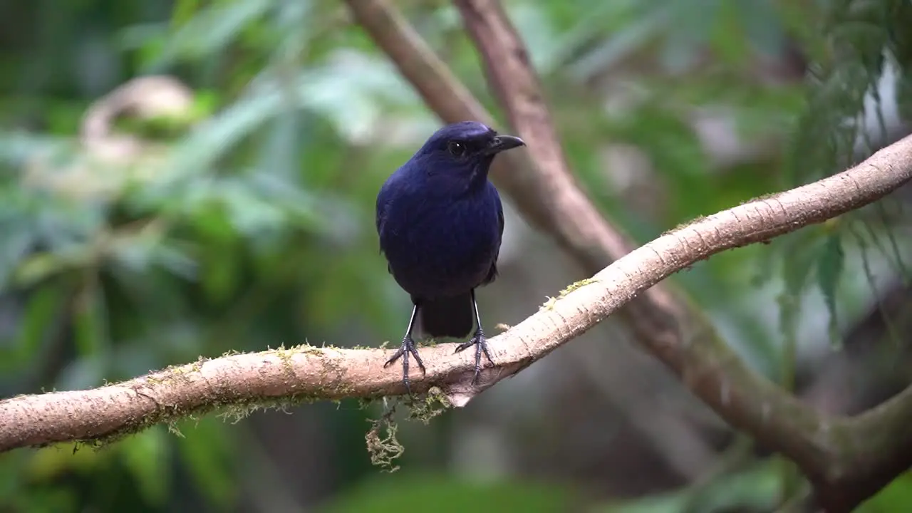 an endemic javanese bird called the vjavan whistling thrush is perched von na tree branch