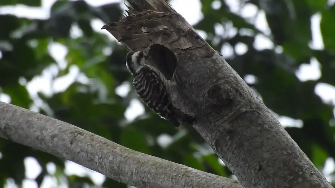 the small sunda pygmy woodpecker bird is pecking at a dry tree branch to make its nest