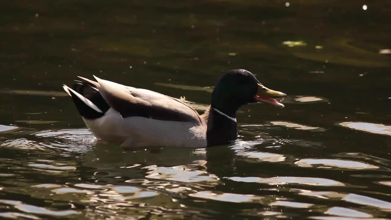 Duck drinking water in a canal