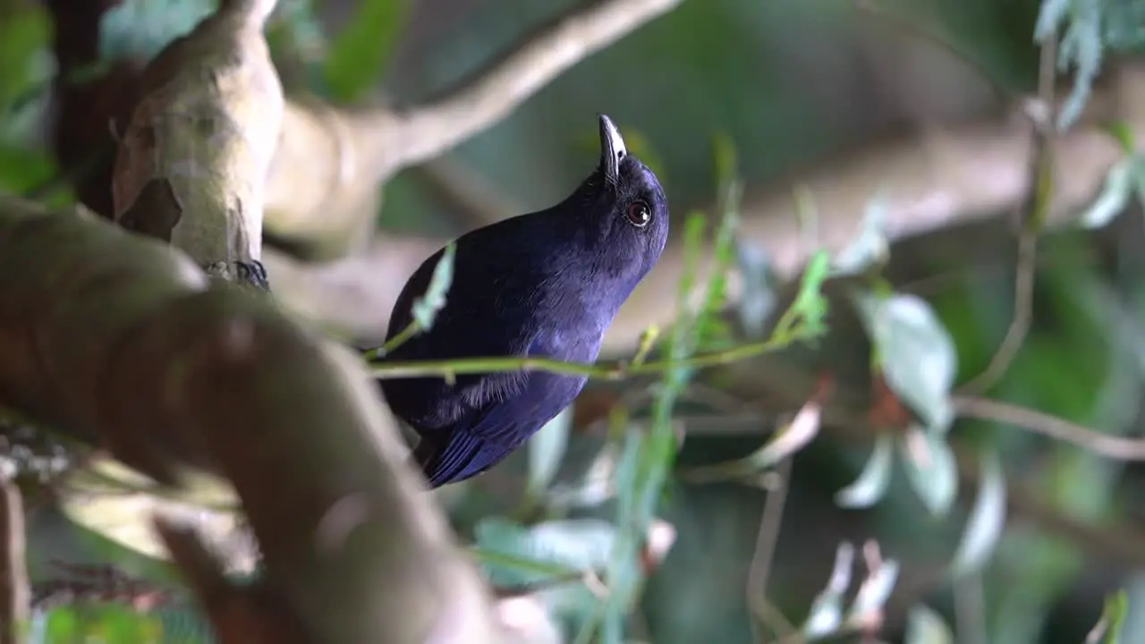 a shiny colored Javan whistling thrush bird is looking for food on a tree branch