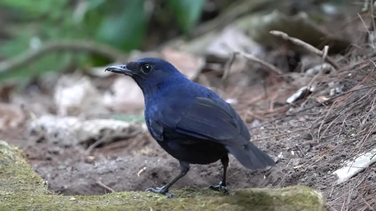 a beautiful javan whistling thrush bird is pecking at earthworms from behind a dry branch covered in moss