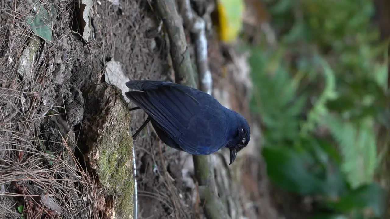 a dark blue bird javan whistling thrush is scavenging the ground in search of food