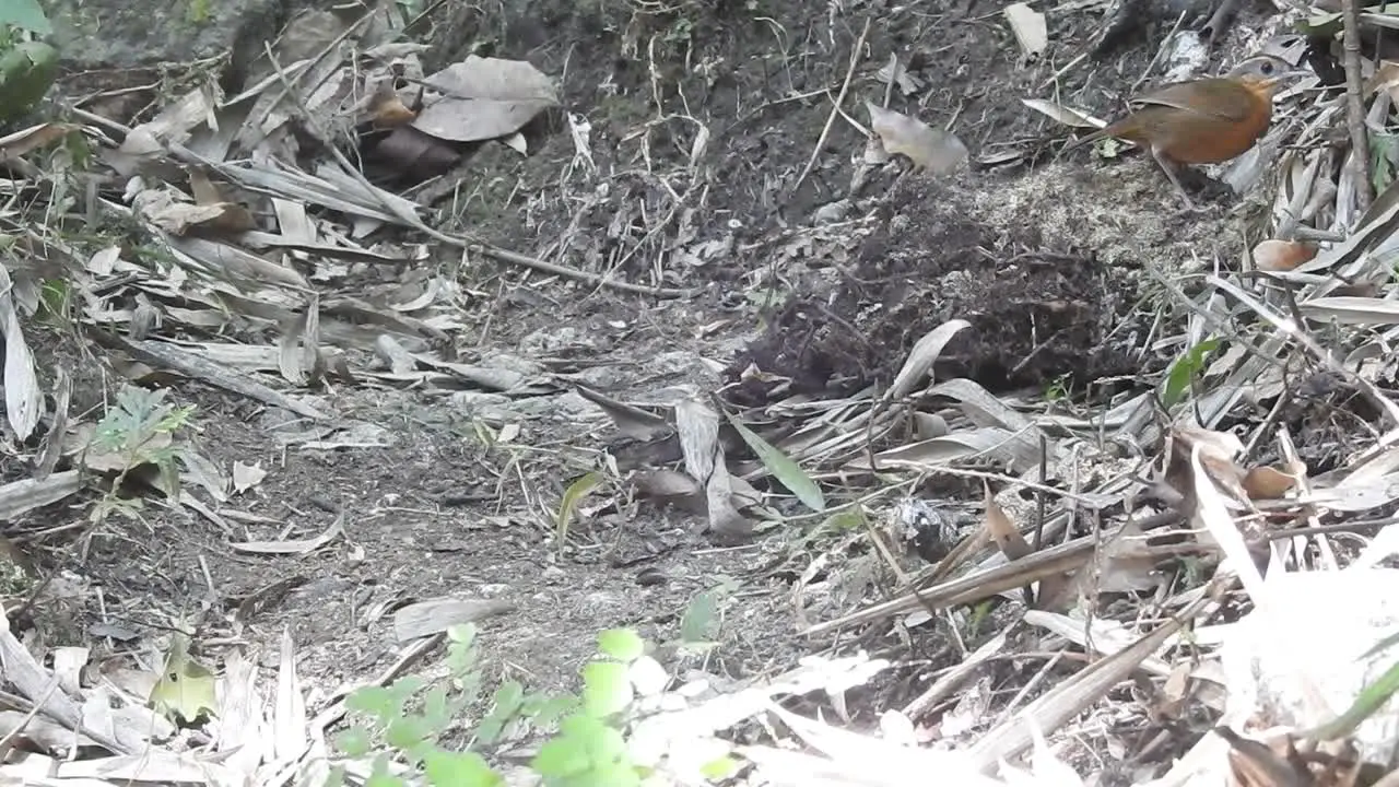 Javan black-capped babbler bird is hunting for food on the ground