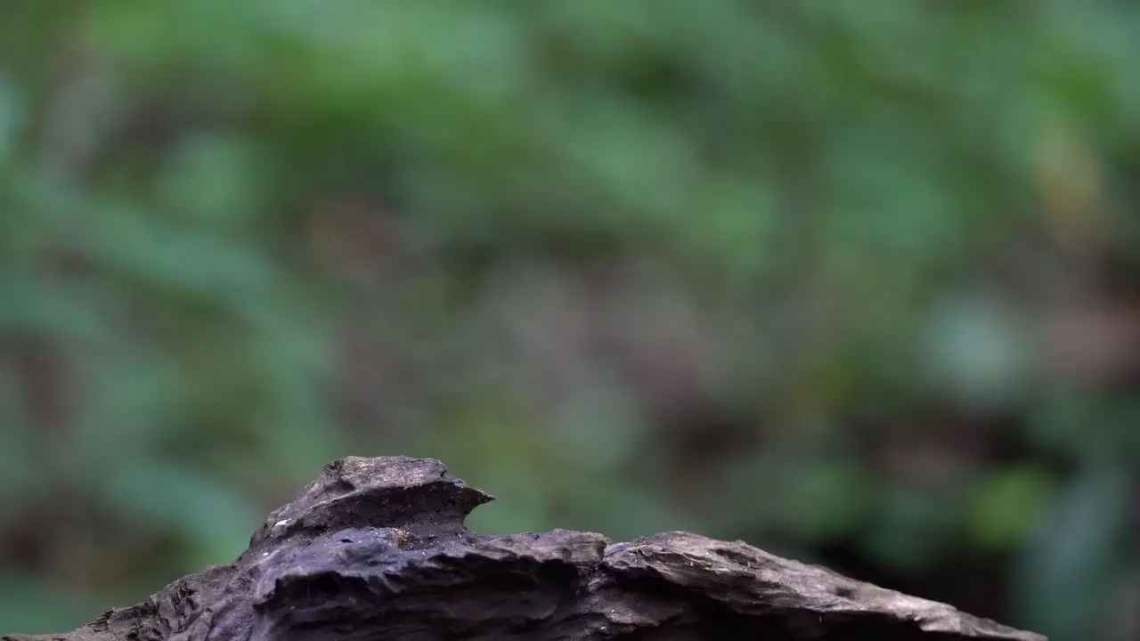 a Javan black-capped babbler bird was walking on dry wood and then jumping to reach its food