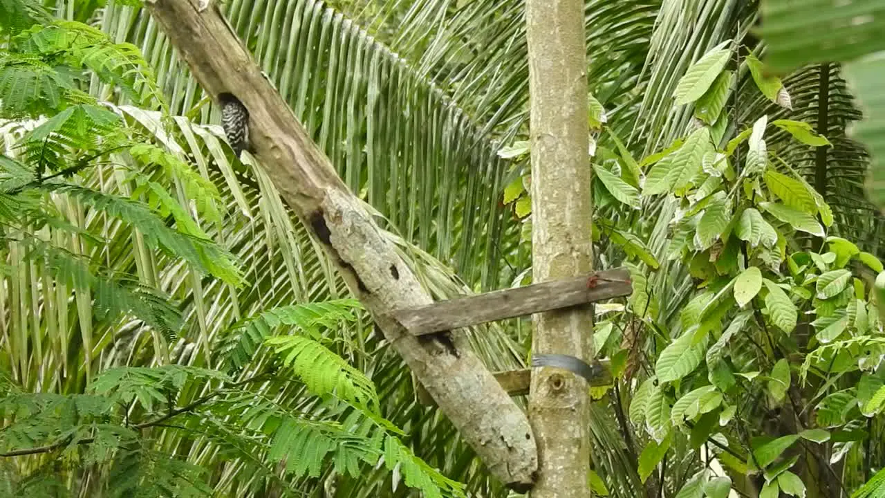 the agile little sunda pygmy woodpecker is pecking at a dry tree branch