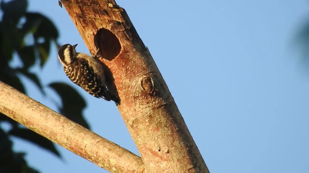 the unique sunda pygmy wood pecker bird is looking at its nest hole in a dry tree branch