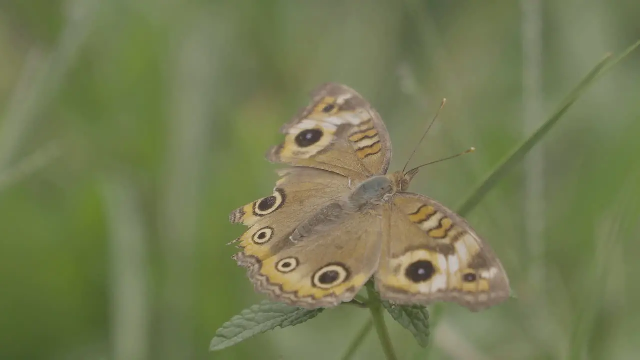 Brown and yellow butterfly on grass