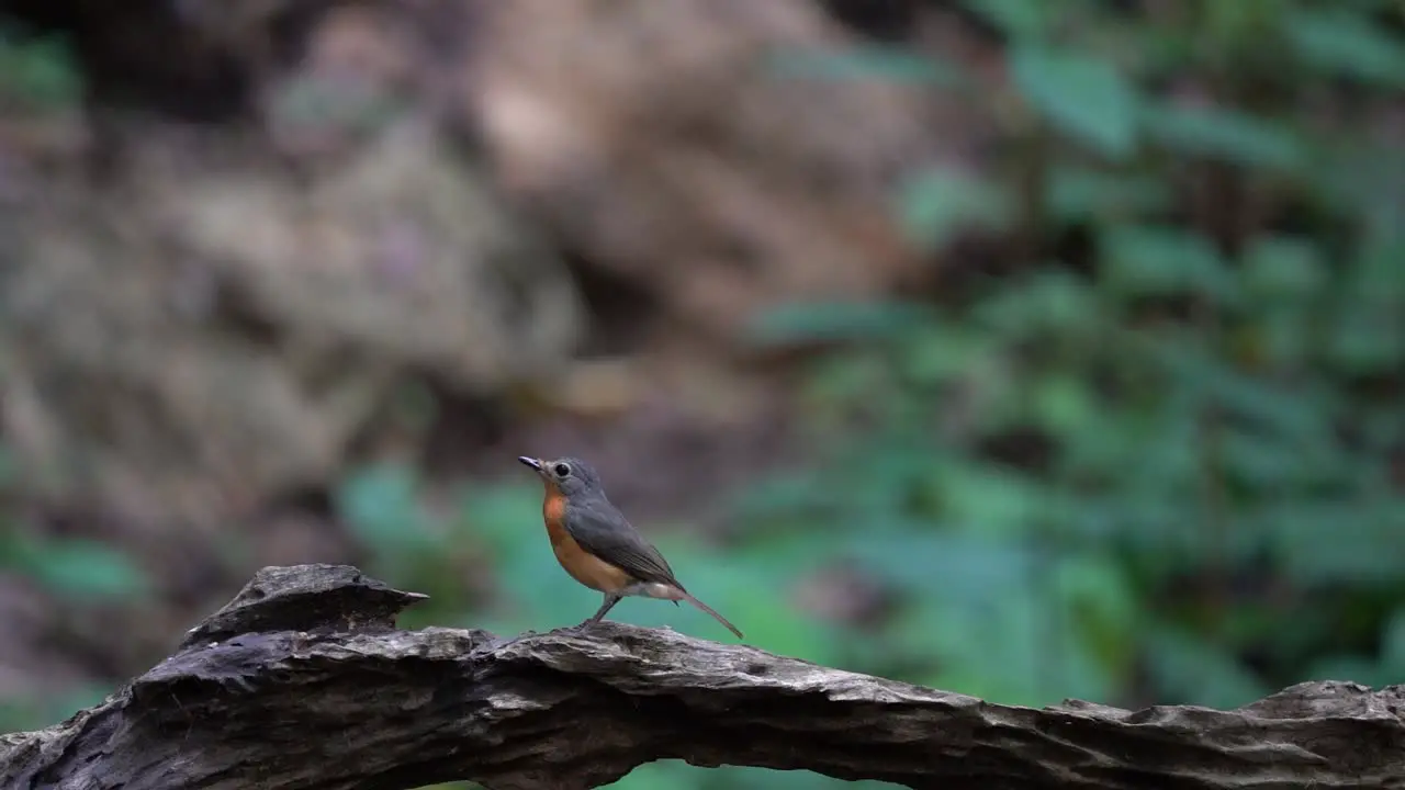 a Javan black-capped babbler bird is standing on a dry tree branch