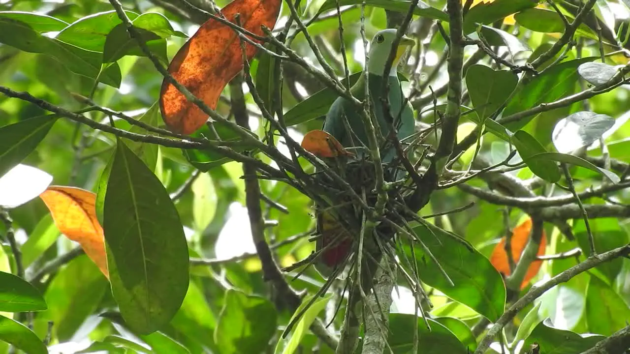 a black-naped fruit dove with a white head and a green body disguised as a leaves silent but with twinkling eyes brooding in a nest