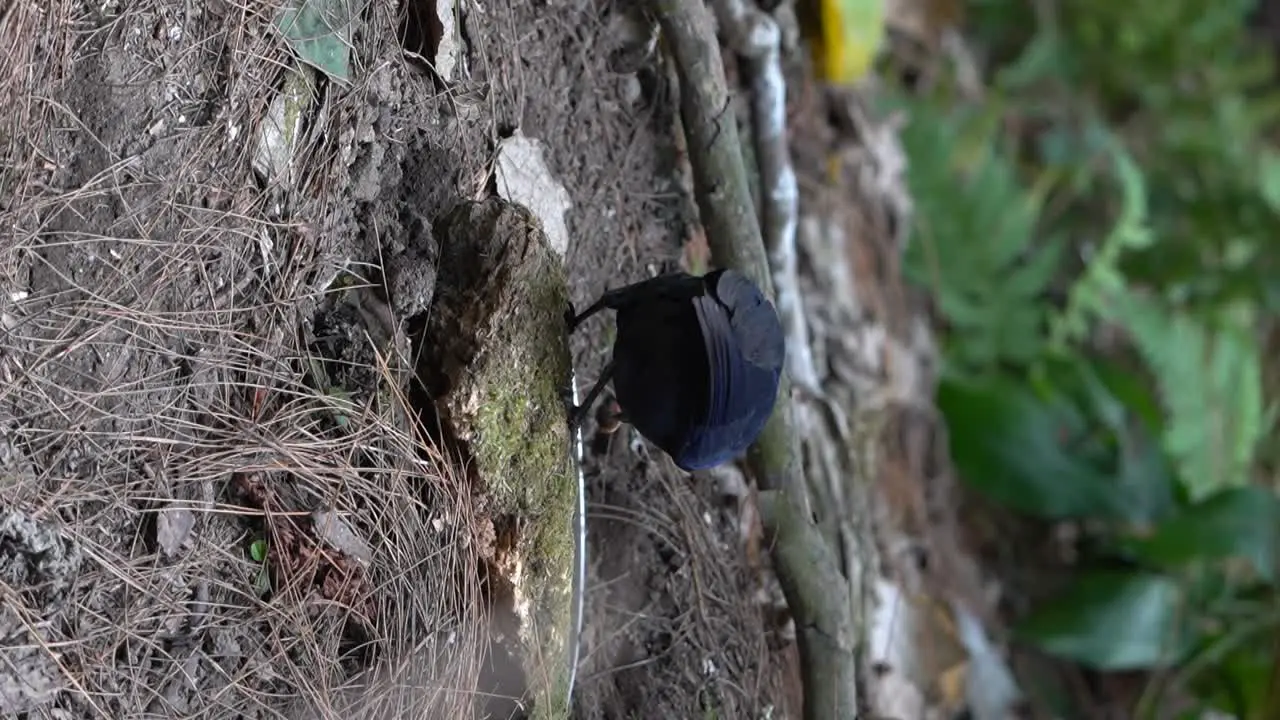 seen from behind a javan whistling thrush bird scavening for food on the ground