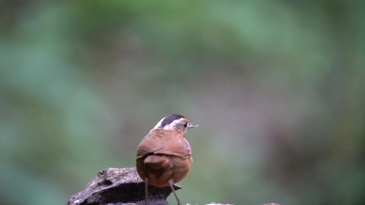 a Javan black-capped babbler bird walks on dry wood then eats termites