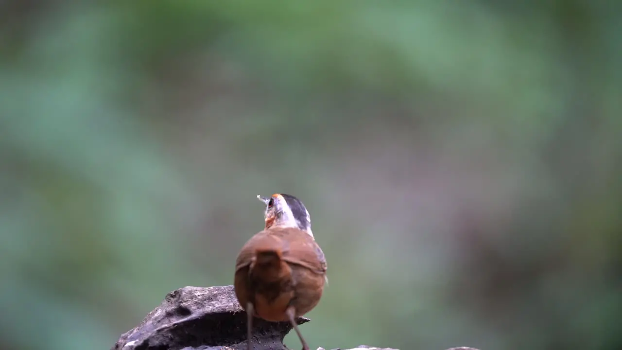 seen from behind is aJavan black-capped babbler bird eating insects