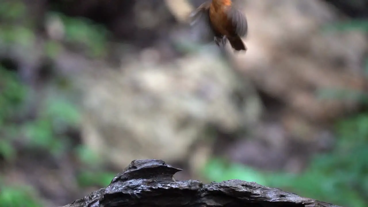 a Javan black-capped babbler bird on a black tree with its beak carries a termite then jumps up tp grab another termite