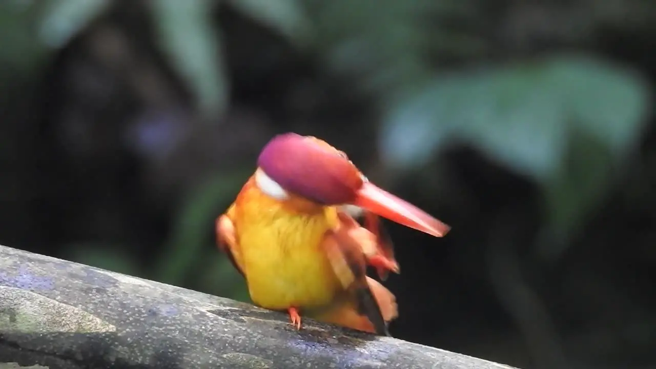 an Oriental dwarf kingfisher or Ceyx erithaca bird is perched on a branch while its right and left legs are scratching its beak