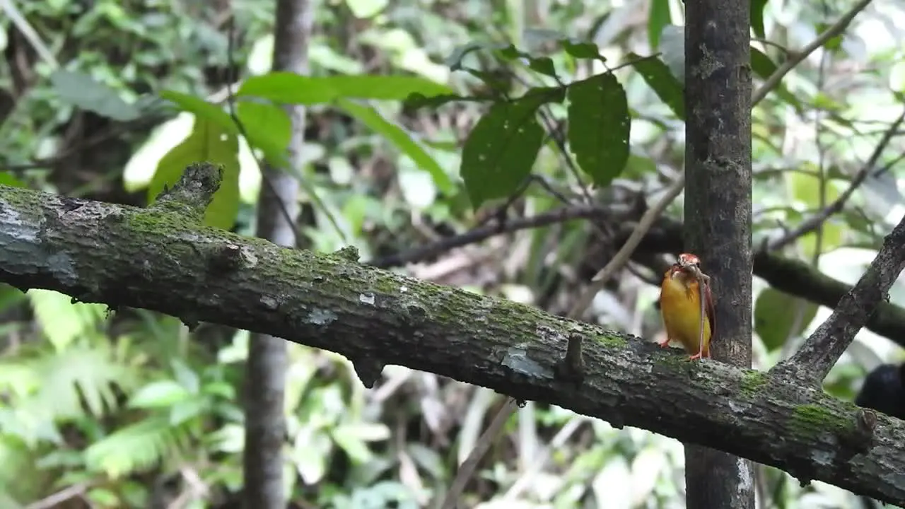 Oriental dwarf kingfisher or Ceyx erithaca bird is eating a lizard on a tree branch