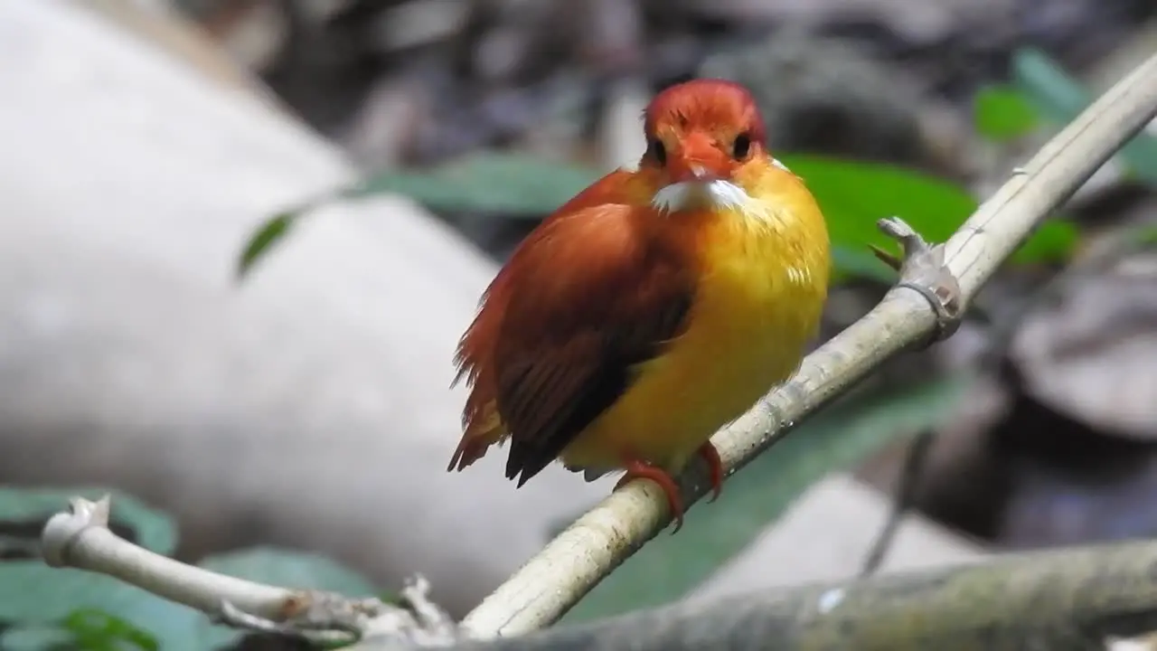 an Oriental dwarf kingfisher or Ceyx erithaca bird is perched on a bamboo branch