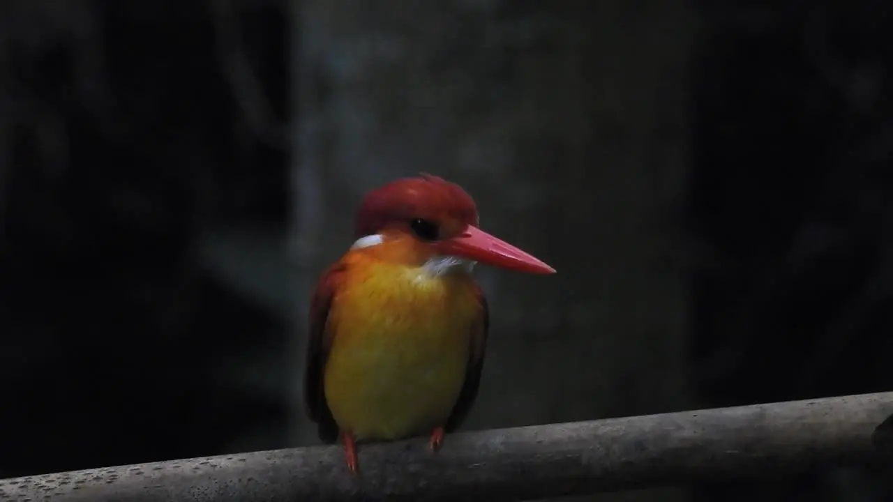 Oriental dwarf kingfisher or Ceyx erithaca bird on a branch