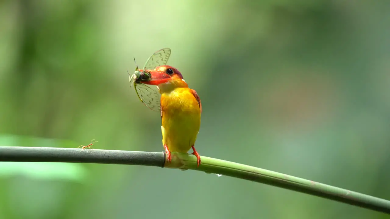 a Rufous-backed kingfisher or Ceyx rufidorsa bird is eating fresh insects on a green bamboo branch