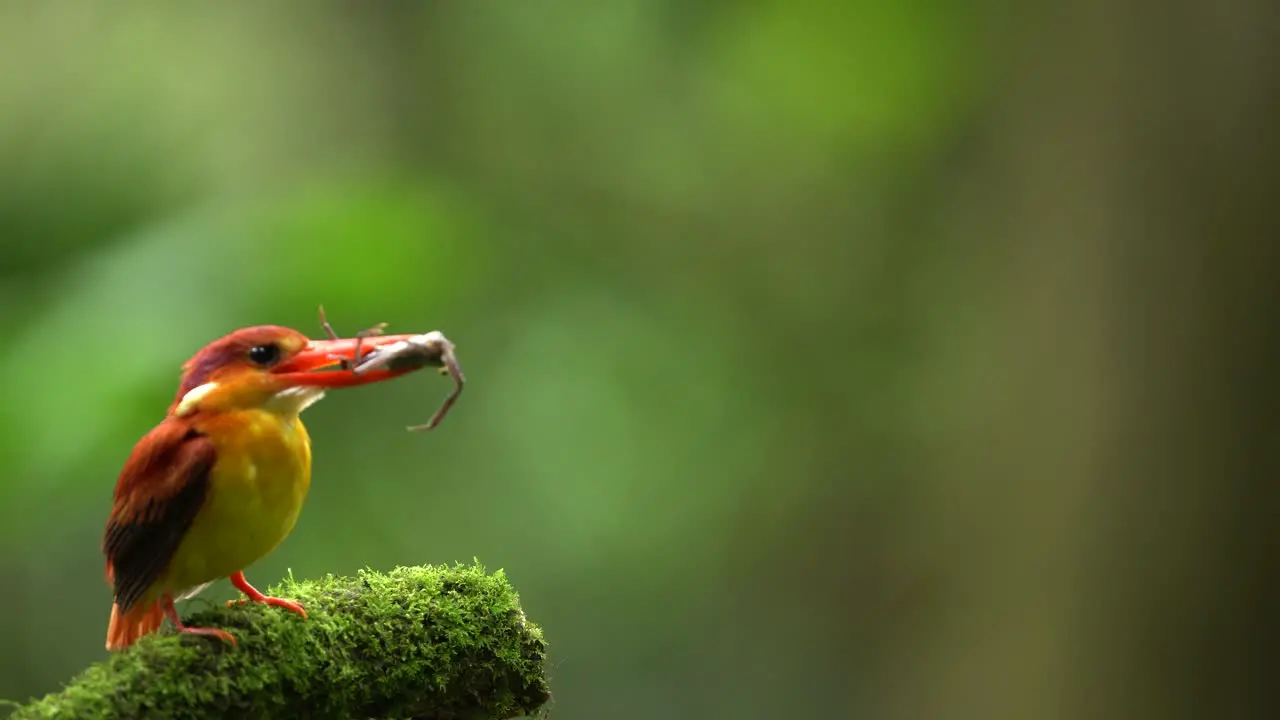 a Rufous-backed kingfisher or Ceyx rufidorsa bird is eating fresh crab on a mossy branch