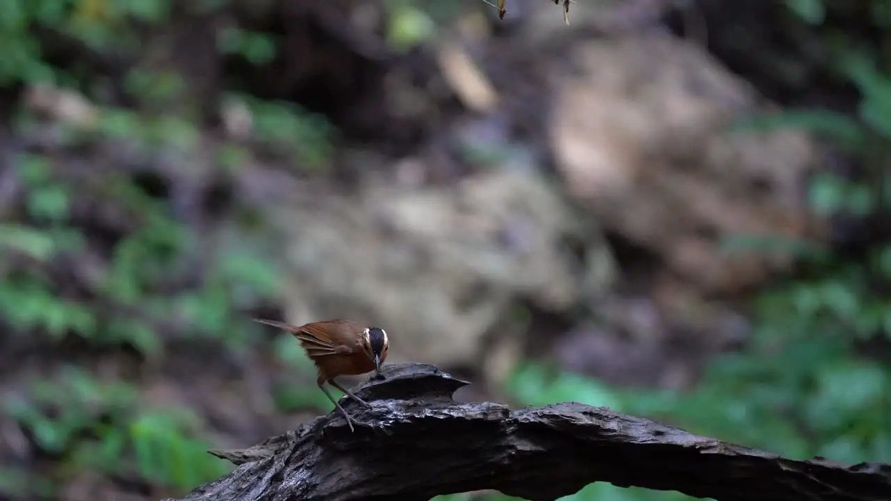 a Javan black-capped babbler bird stands on a black tree branch then jumps to grab the termites above it