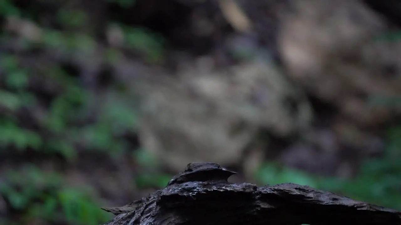 a Javan black-capped babbler bird walks on black wood with a beak filled with termites