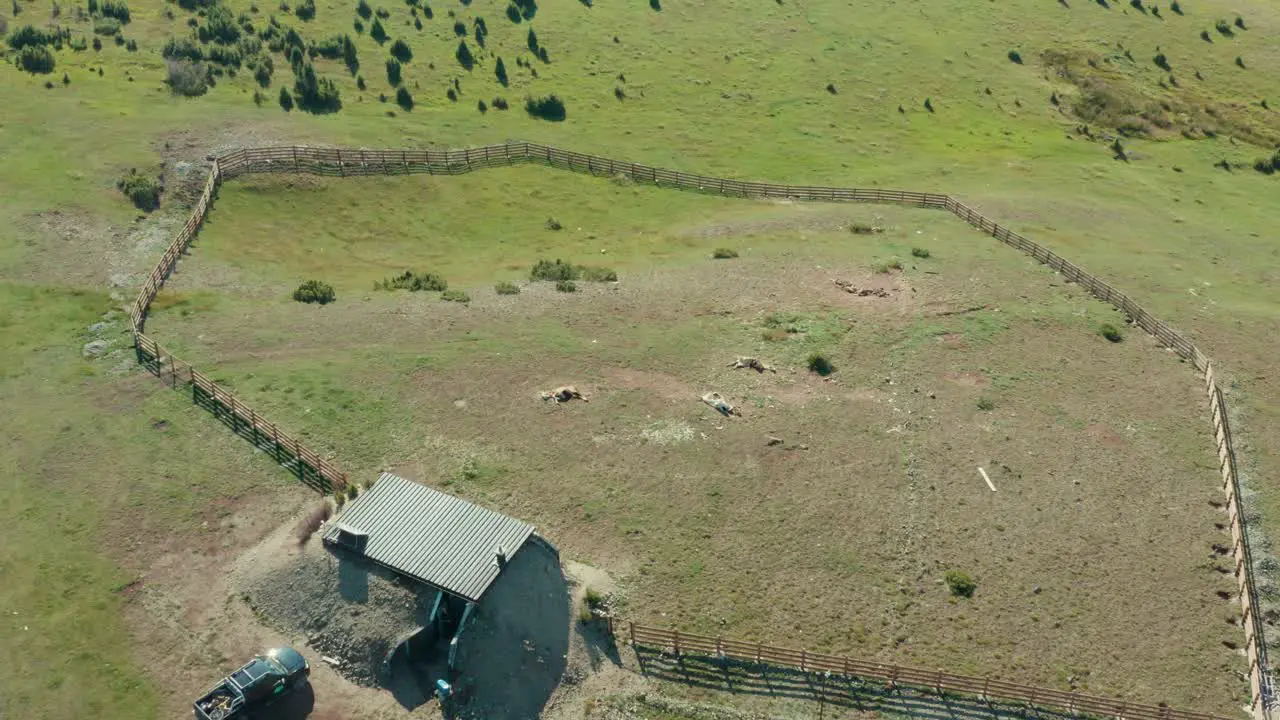 Dead Animals Lying On The Ranch In The Hill On A Sunny Day