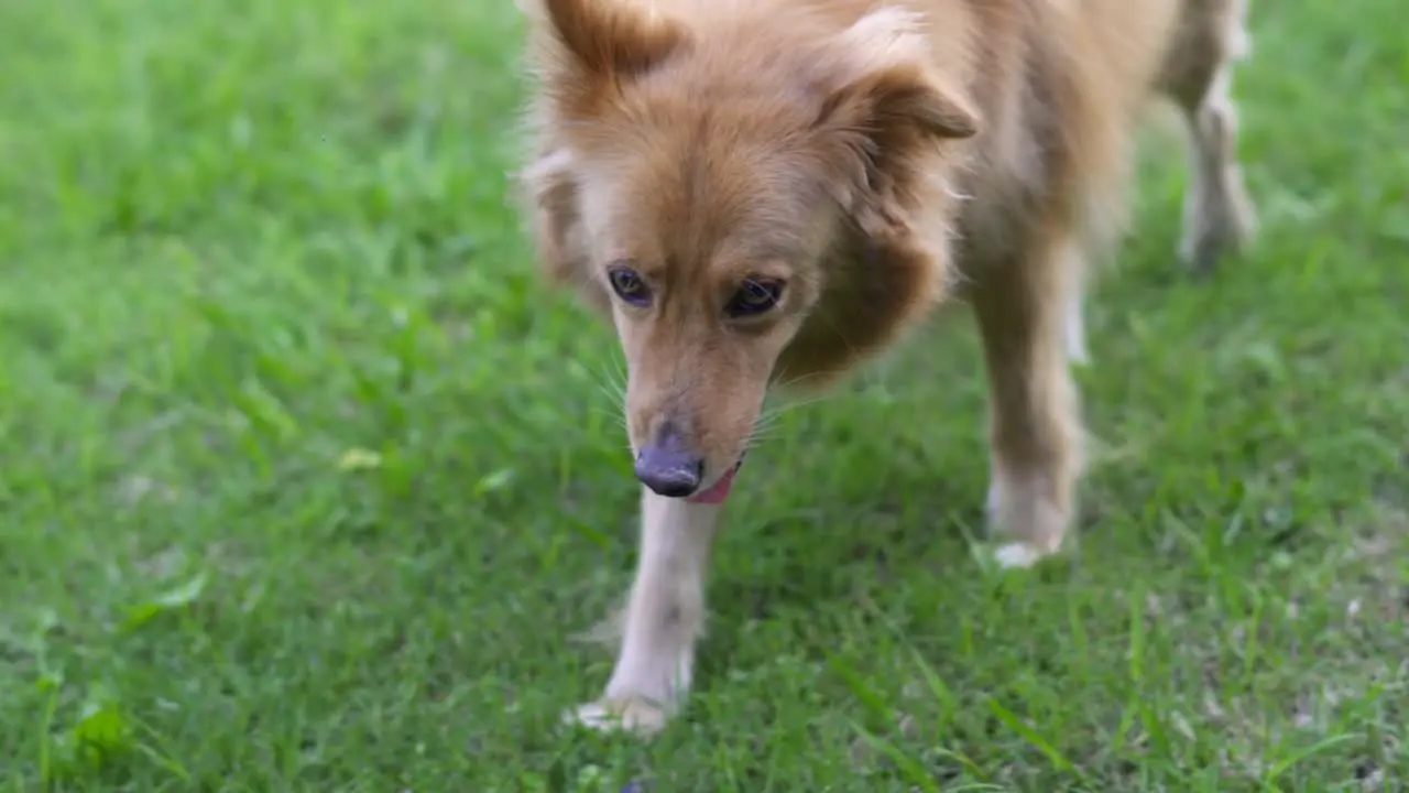 Close up of mixed breed dog walking towards the camera Slow motion